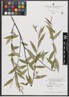 Foto von Salix alba L.